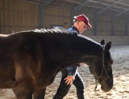 Führen durch Ausstrahlung und Körperhaltung: Joachim Lang beim Pferde-gestützten Coaching.