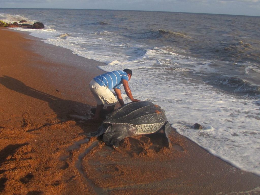 Giant Leatherback Turtle_Romeo Defreitas (002)