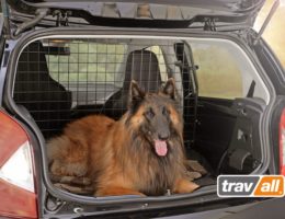 Hunde in Kleinwagen sicher transportieren