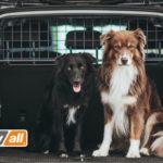 Mit einem Trenngitter sind Hunde auch im Kleinwagen optimal gesichert. © Travall