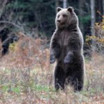 Bärenbeobachtung in Slowenien