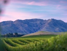 Seddon Vineyard: Die Landschaft Neuseelands ist atemberaubend