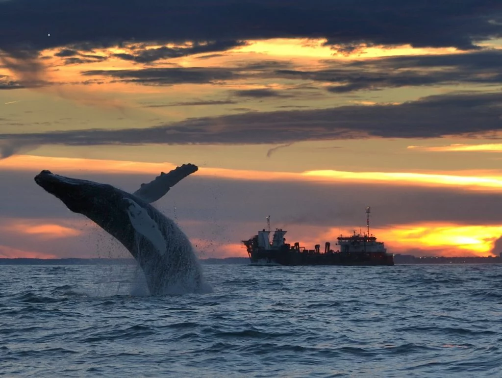 Wale sind häufig vor der Küste von Virginia Beach anzutreffen.
