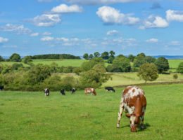 Rinder können nicht für menschengemachten Klimawandel verantwortlich sein