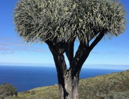 La Palma ...mal anders! Reiseführer 2020