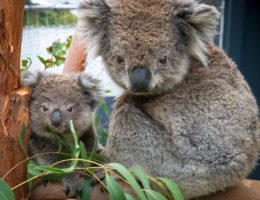 Erste Koalas erfolgreich ausgewildert
