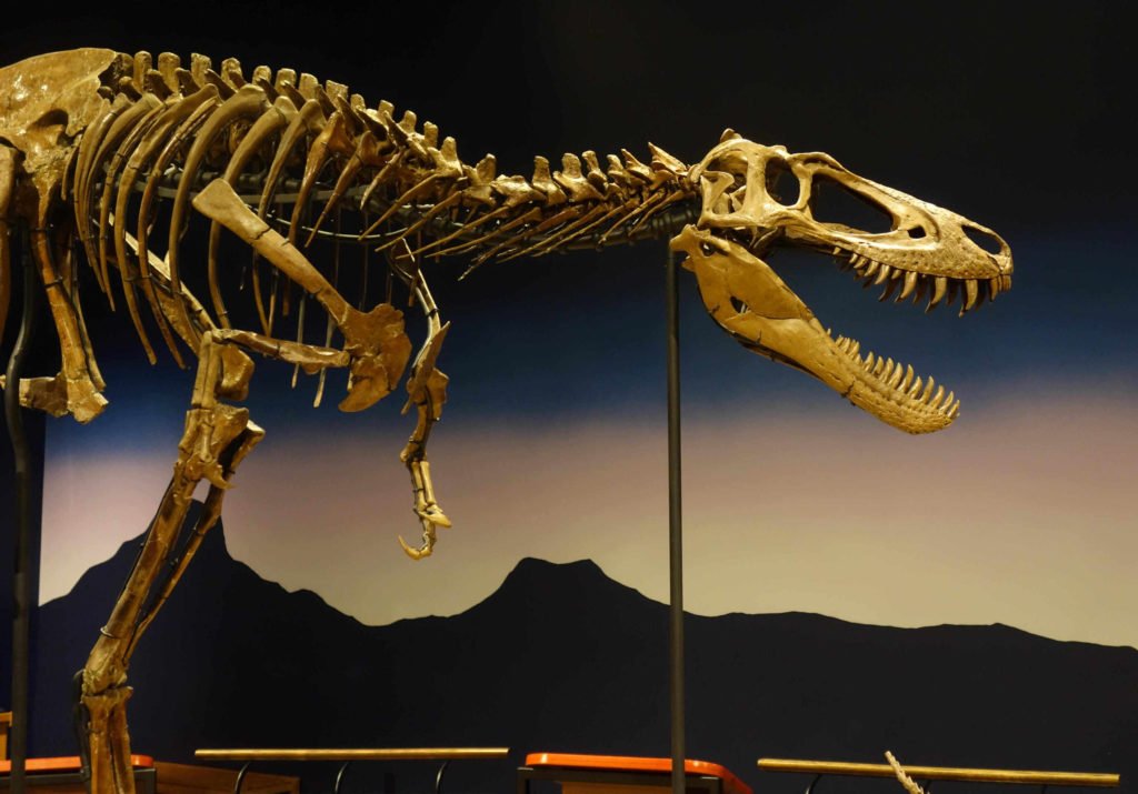 Die jugendliche T-Rex-Dame Jane ist einer der Stars im Burpee Museum in Rockford.