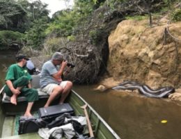Der Luxus ungezähmter Natur – Mapari Wilderness Camp: Dschungel-Abenteuer in Guyanas Regenwald