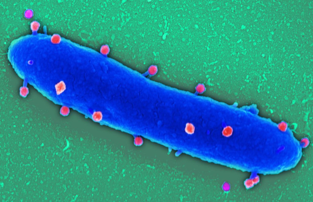 Phagen (rot) angedockt an eine Pseudomonas aeruginosa (blau)