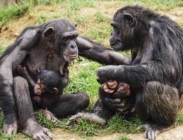 Schimpansenmütter im Dialog (Bildquelle: #pixabay Susanne Tutzelt)