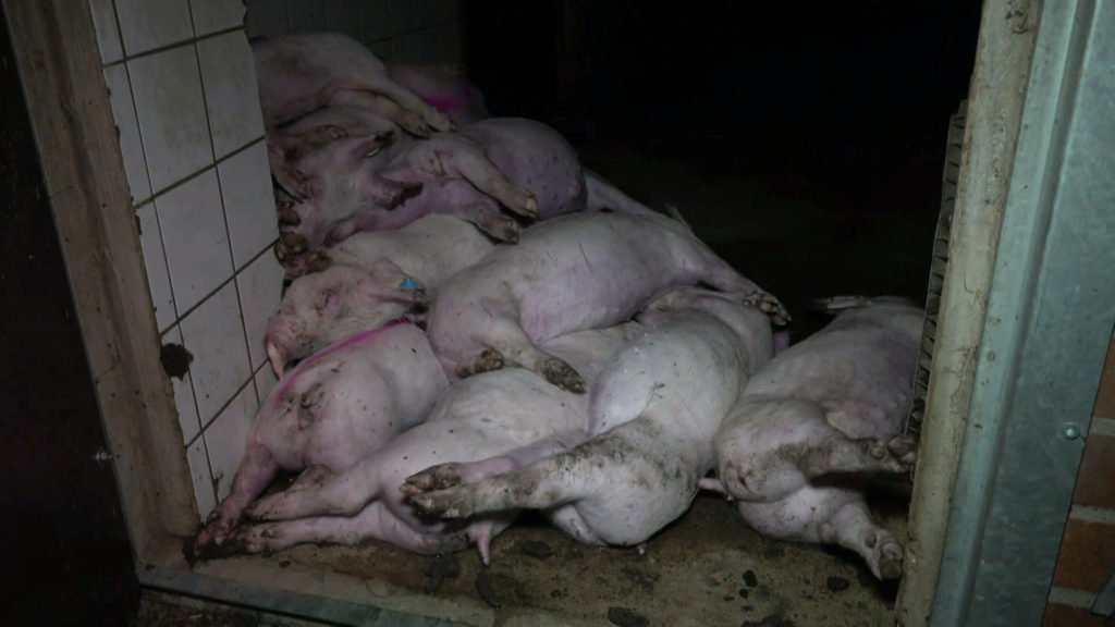 Gutachten bestätigt Straftaten in Schweinezucht in Drensteinfurt bei Münster (NRW)