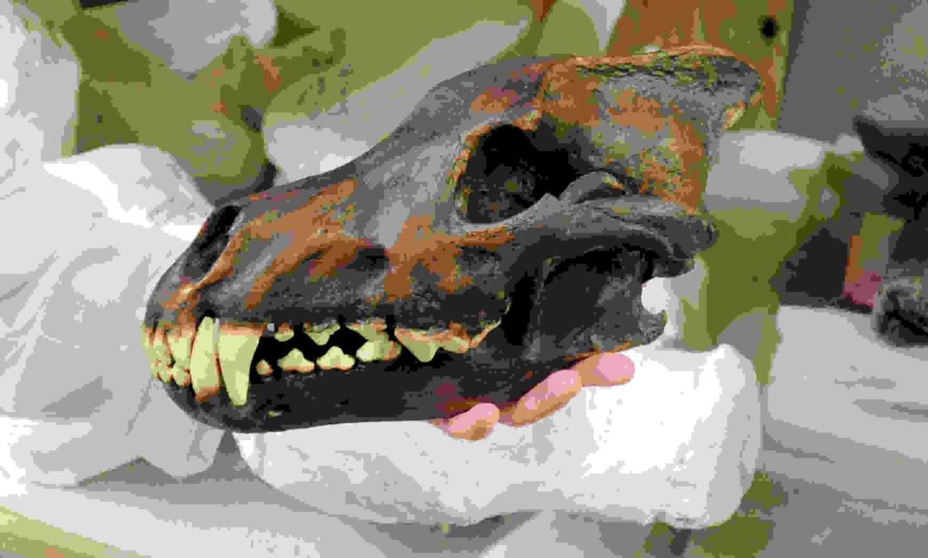 Ein urzeitlicher Tierschädel aus der großen Sammlung des Burpee Museums in Rockford / Illinois.