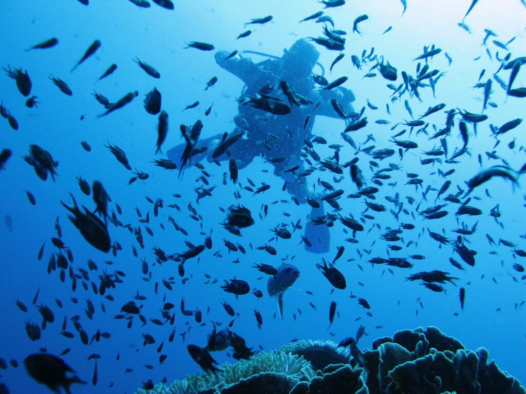 Thailand bietet eine farbenfrohe Unterwasserwelt zum tauchen.