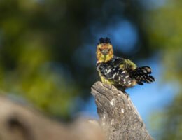 Die weltweite Biodiversitätskrise gefährdet unsere Existenz. (Bild: Haubenbartvogel in Simbabwe) (Bildquelle: ©Daniel Rosengren/ZGF)