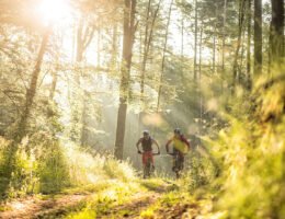Beste Bedingungen für Mountainbiking (Bildquelle: Mountainbikepark Pfälzerwald)