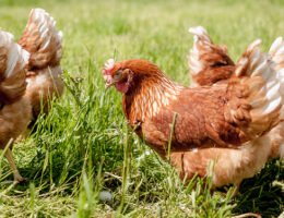 Tipps der AGRAVIS Raiffeisen AG zur Hühnerhaltung im Garten