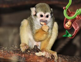 Tierischer Spaß im Sommer: PLAYMOBIL und der Tierpark Germendorf laden zum großen Zoo-Quiz ein