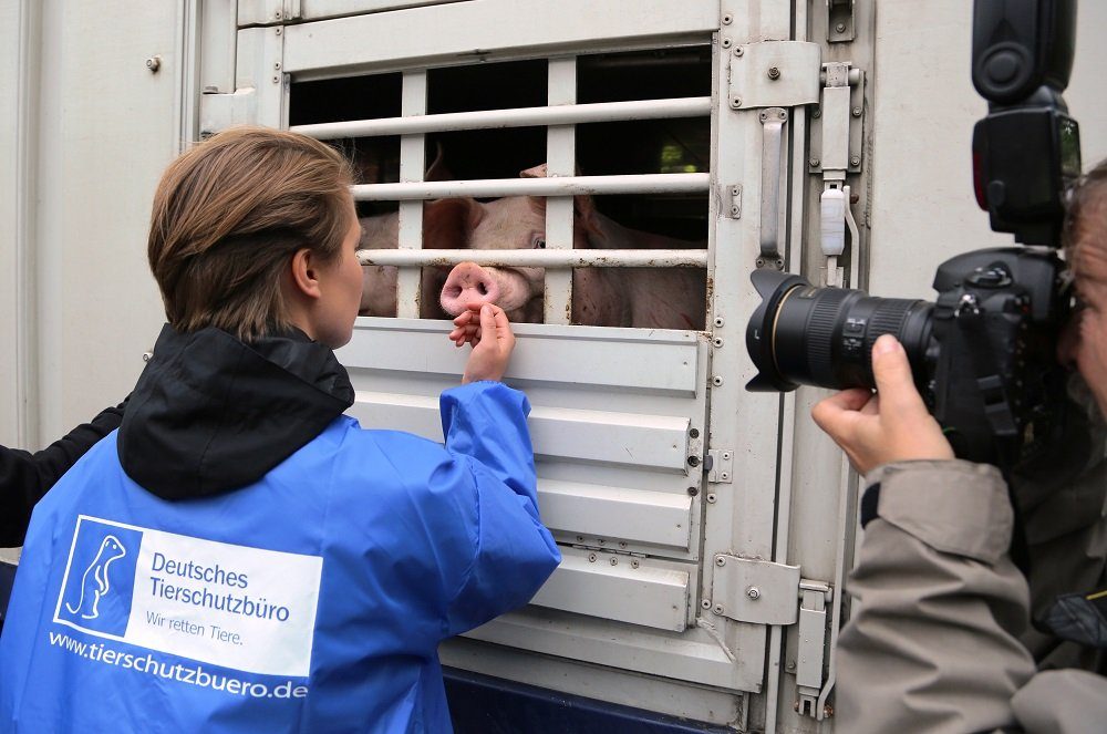 Das Deutsche Tierschutzbüro fordert ein Ende der Tiertransporte