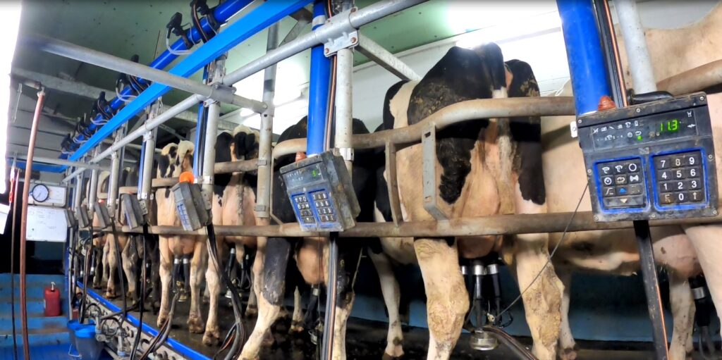 Aufgedeckt: Milchkühe getreten und geprügelt für Deutschlands größte Molkerei DMK - versteckte Kameras dokumentieren Tierquälerei