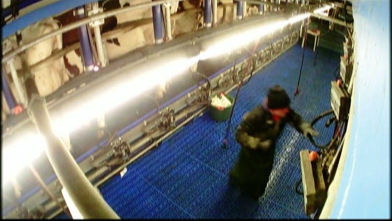 Milchbetrieb-Skandal bei Flensburg: Sohn des Landwirts misshandelt Kühe und greift ProSieben Kamera-Team an