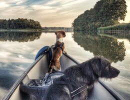Verreisen mit Hund: Reise-Experten geben Tipps für die Urlaubsplanung mit Vierbeinern