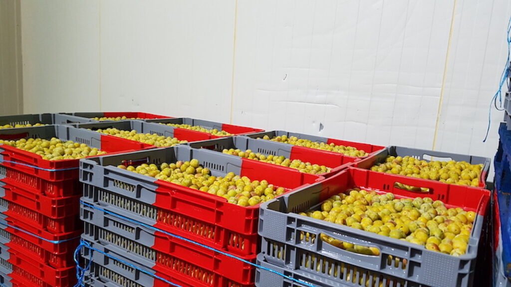 60.000 Bicolor-Kunststoffbehälter werden für Ernte, Lagerung und Transport der Mirabellen genutzt. Quelle: Gamma-Wopla N.A.c