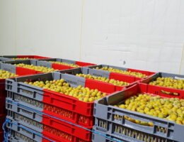 60.000 Bicolor-Kunststoffbehälter werden für Ernte, Lagerung und Transport der Mirabellen genutzt. Quelle: Gamma-Wopla N.A.c