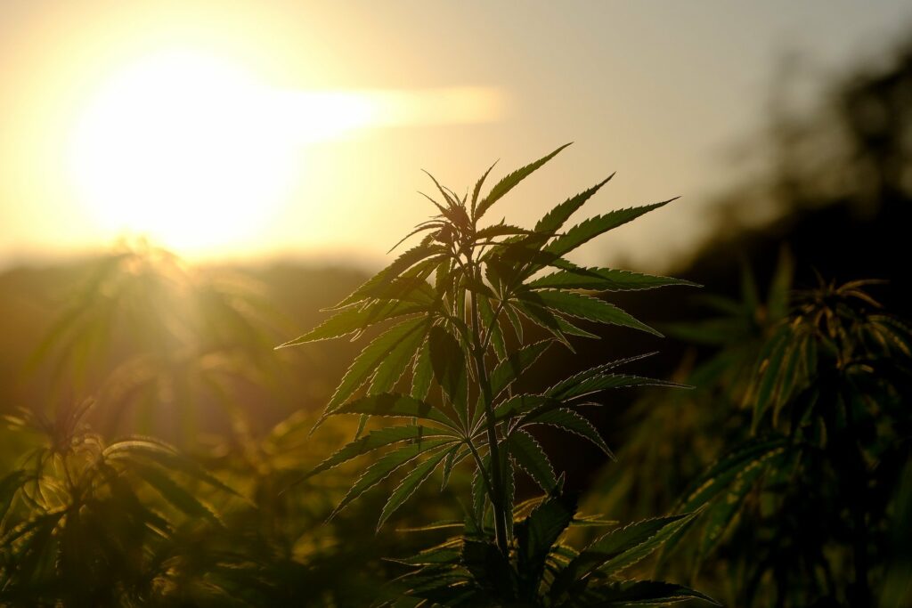 Cannabis (Bildquelle: @Pixabay)