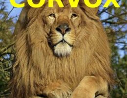 ilog-vox7-img-corvox-lion-3983aa77