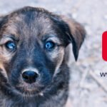 Spenden-Marathon-Banner-Hund-Spenden-750x218-d945d016