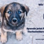 Look Tierschutzverein Deutschland e.V. nimmt in diesem Jahr am jährlichen Spenden-Marathon für Tiere teil.