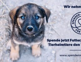 Look Tierschutzverein Deutschland e.V. nimmt in diesem Jahr am jährlichen Spenden-Marathon für Tiere teil.