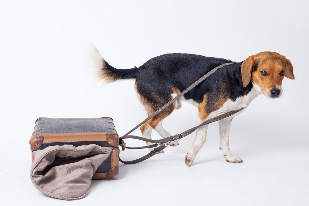 Beagle mit seiner Hundedecke