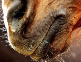 AGRAVIS-Tipps zur Vorbeugung des Herpesvirus bei Pferden