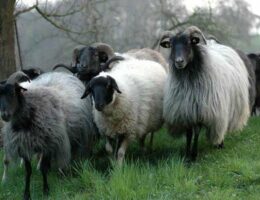 Schafwoll-Pellets - woher kommen die eigentlich?