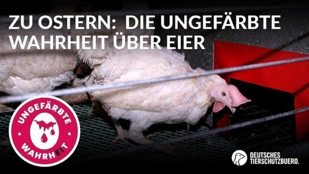 Deutsches Tierschutzbüro startet Online Kampagne - 20 Mrd. Eier werden in Deutschland pro Jahr gegessen