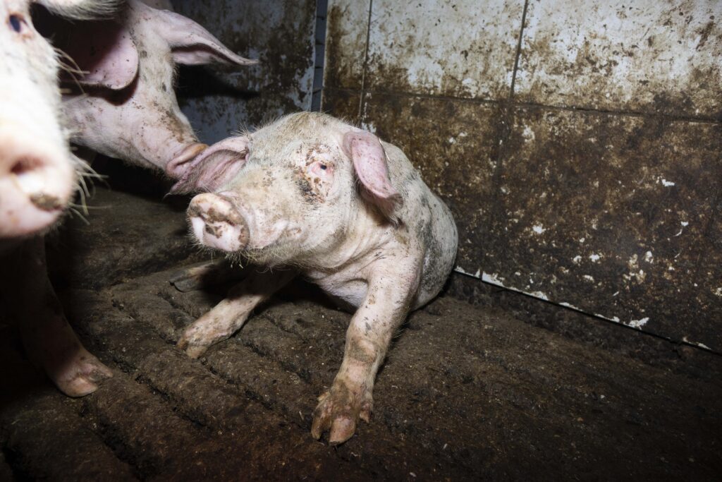 Kontrollen zeigen massive Tierschutzprobleme in Massentierhaltung auf: Hunderte von Schweinemastbetrieben in NRW betroffen