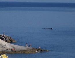 Wale, Capo Sant'Andrea, Elba ©William Gazzera