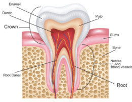 tooth root canal-min-8dd5ca0b