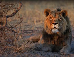 Bedrohte Löwen im Okavango-Delta (Bildquelle: @ Daniel Myburg)