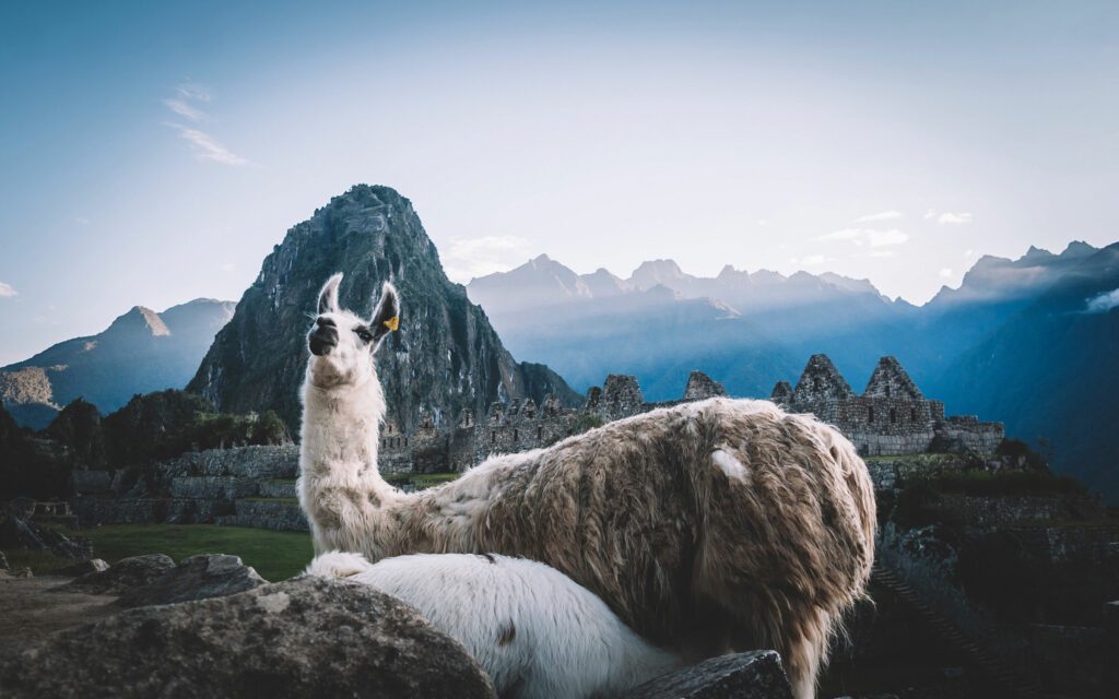 Lamas in ihrer natürlichen Umgebung - die majestätischen Anden.