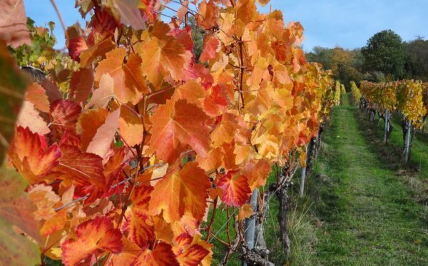 Eine Weinprobe in der Pfalz ist besonders im Herbst ein Erlebnis.