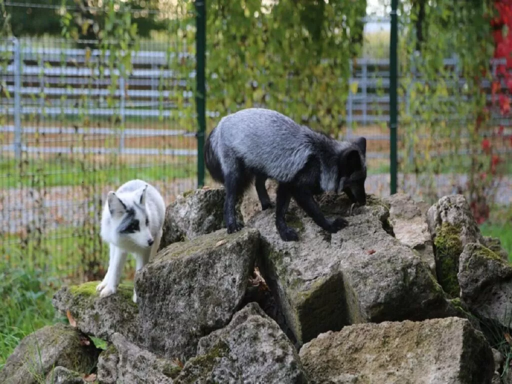 Deutsches Tierschutzbüro rettet Füchse aus polnischer Pelzfarm