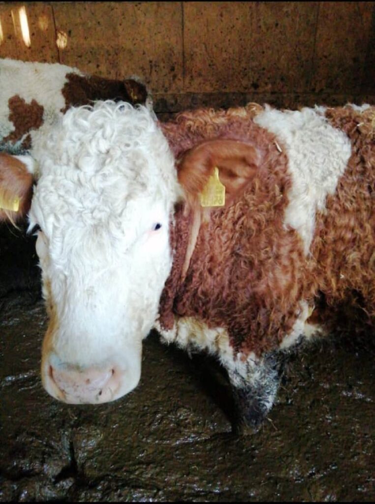 Rinder müssen kniehoch in Scheiße stehen - Deutsches Tierschutzbüro erstattet Anzeige