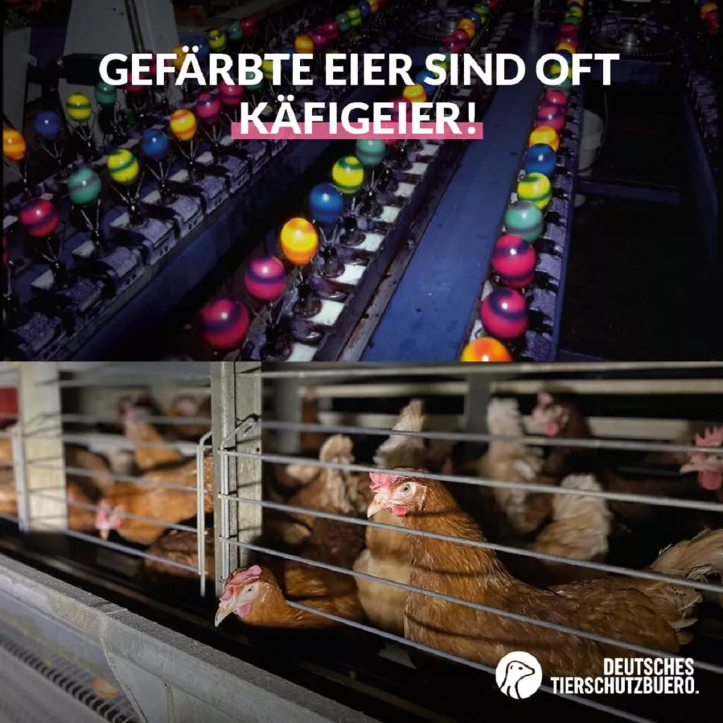 Deutsches Tierschutzbüro deckt auf: Gefärbte Ostereier kommen auch aus Käfighaltungsbetrieben