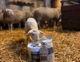 Schafwollpellets als Bio-Dünger stabil im Preis