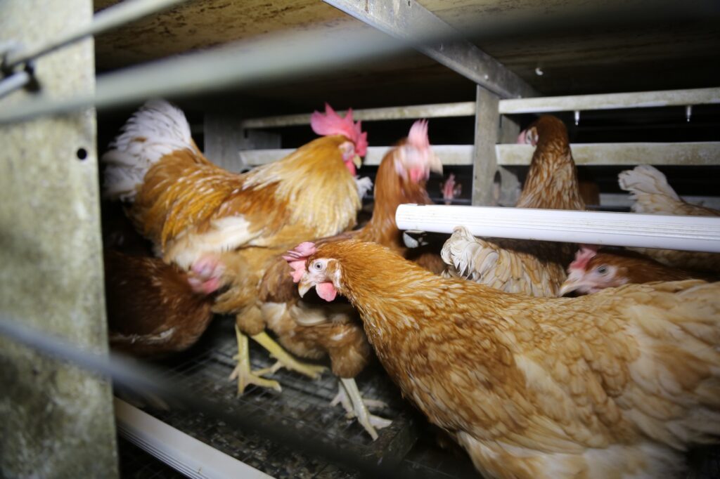 Staatsanwaltschaft ermittelt gegen Hühnerhalter im Kreis Coesfeld - Bildmaterial belegt Tierquälerei