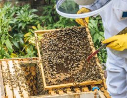 Die Bienenhaltung im eigenen Garten oder auf dem Balkon liegt im Trend. (Bildquelle: ERGO Group)