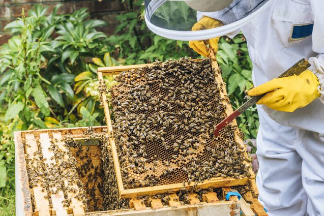Die Bienenhaltung im eigenen Garten oder auf dem Balkon liegt im Trend. (Bildquelle: ERGO Group)