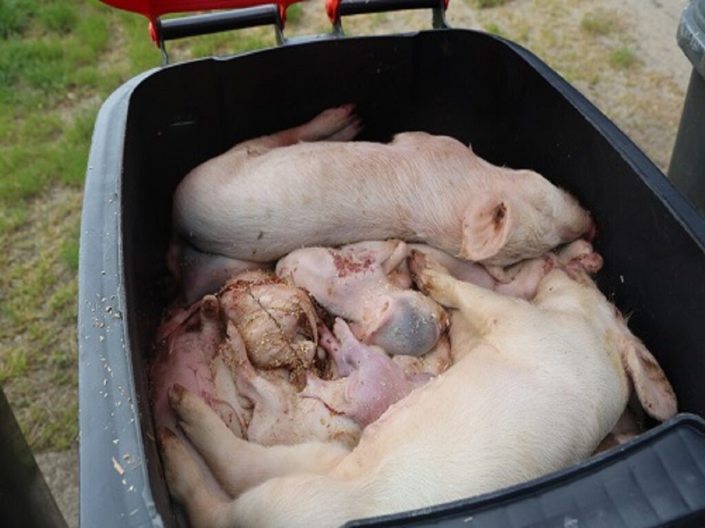 Lebende Ferkel in Kadaver-Tonne in Brandenburger Schweinezucht gefunden - Staatsanwaltschaft stellt Ermittlungen ein